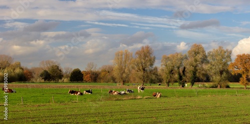 Fototapeta Naklejka Na Ścianę i Meble -  dutch countryside