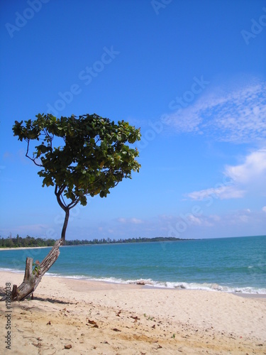 lone tree at beach in desaru, malaysia