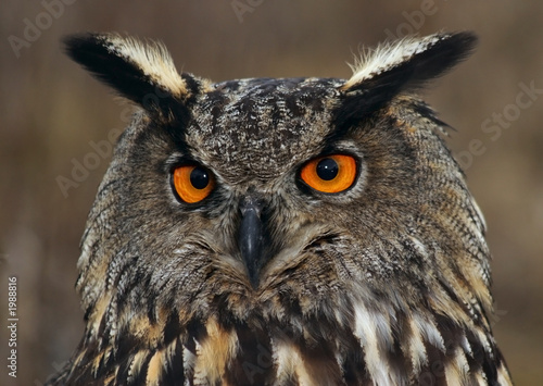 eurasian eagle-owl