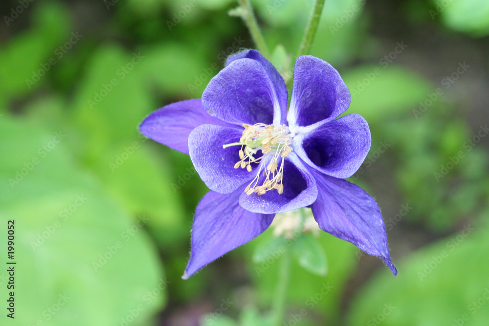 Obraz premium blue flower