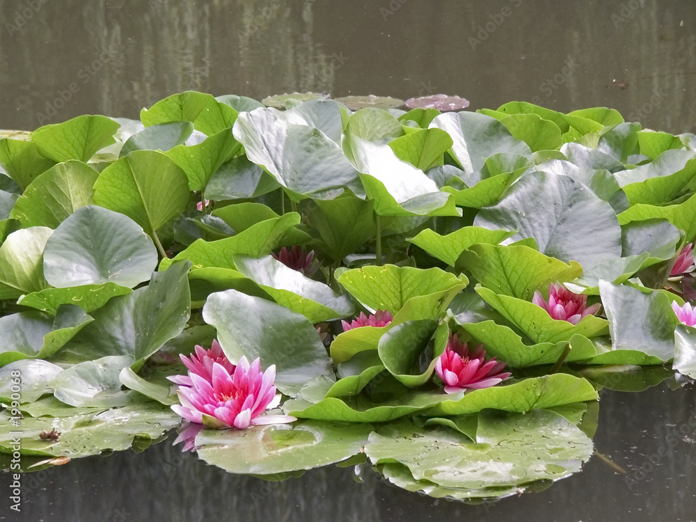 Fototapeta lily pads