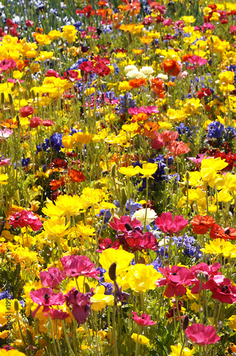 spring flowers
