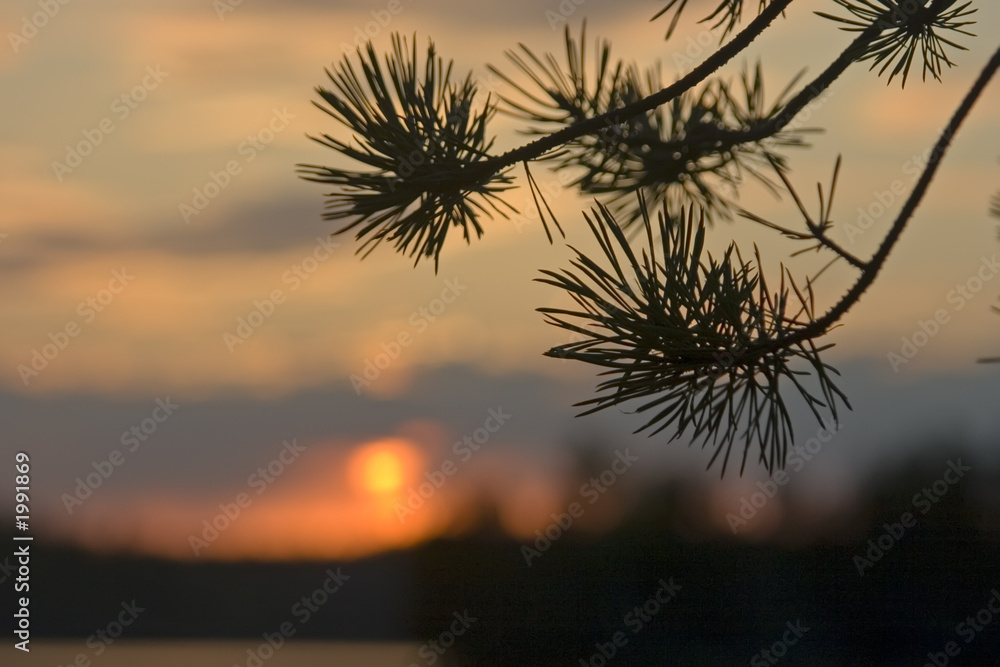 pine branch on a background of a decline