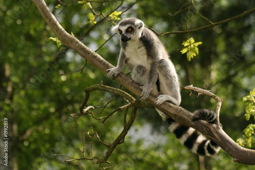monkey ring-tailed lemur