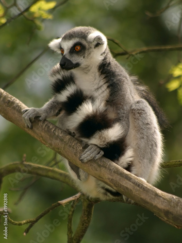 monkey ring-tailed lemur
