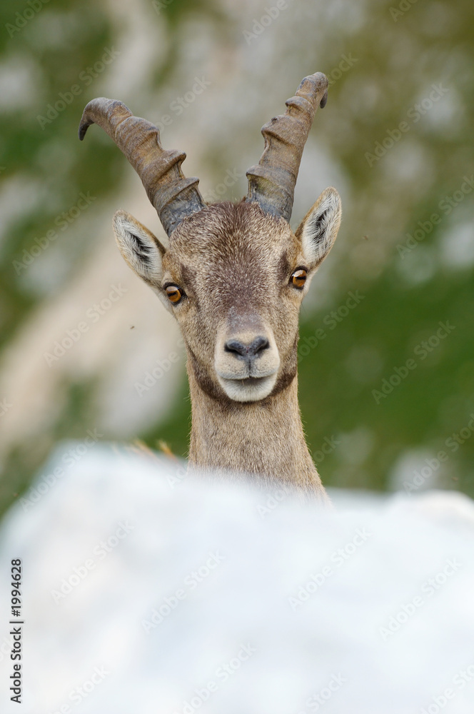 portrait of young male ibex