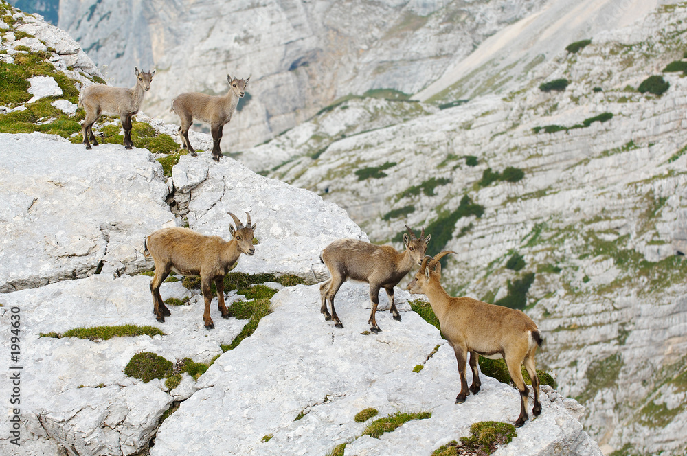 group of wild ibex in julian alps in slovenia group of wild ibex in julian alps in slovenia