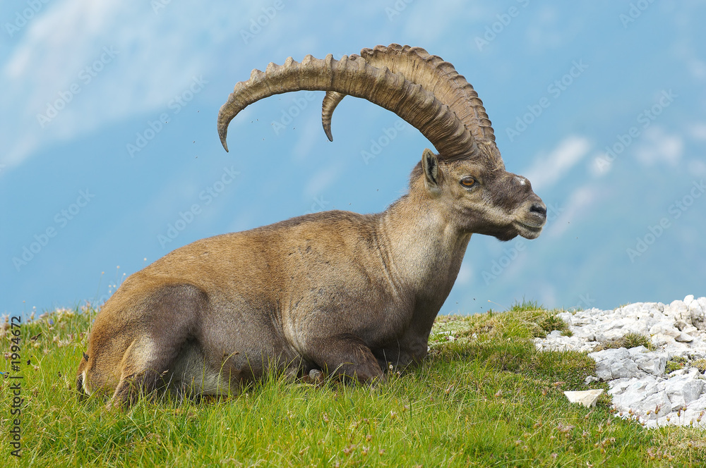 old ibex resting in slovenian julian alps