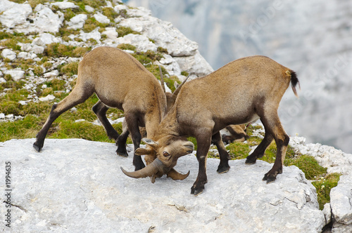 two young ibex fighting © Tomo Jesenicnik