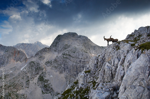 two male ibex standing on rocky ridge in julian al photo