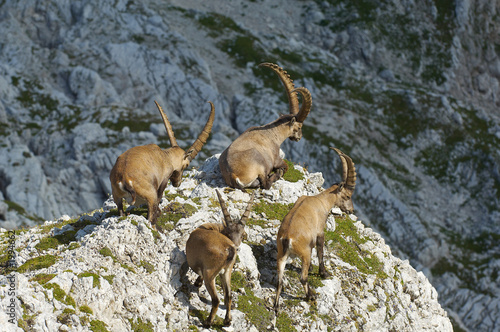 group of wild ibex in julian alps in slovenia © Tomo Jesenicnik