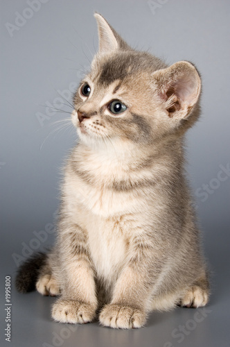 kitten whom the first time poses in studio
