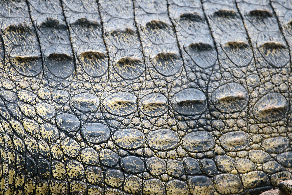 crocodile scales Stock-Foto | Adobe Stock