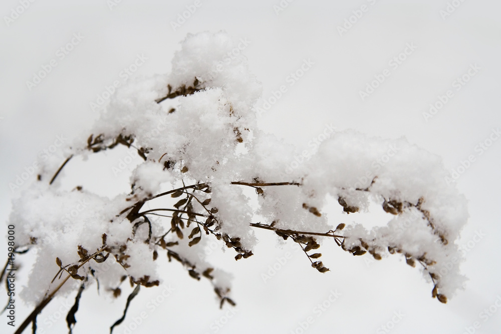 winter native-grasses winter native-grasses