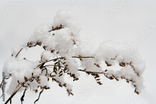 winter native-grasses