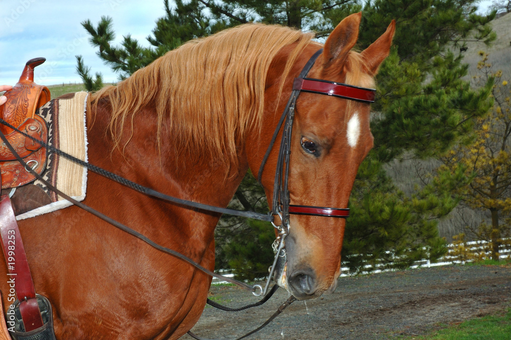 Obraz premium saddlebred with english bridle