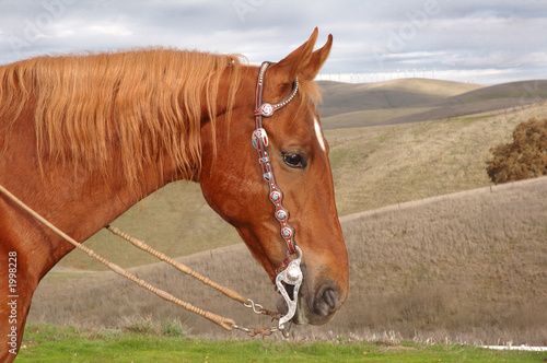 Valokuva saddlebred with western bridle 2