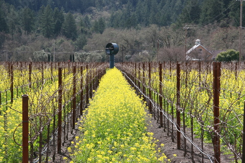 mustard rows and vines