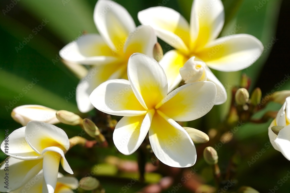 frangipani 2 frangipani 2