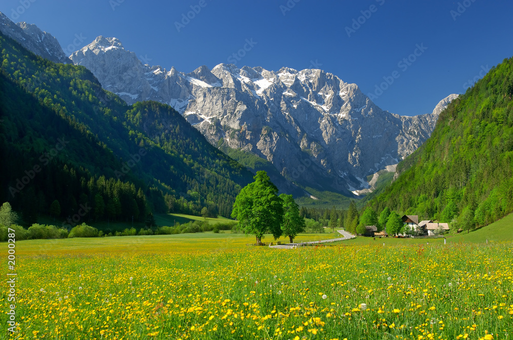 Fototapeta premium spring in alpine valley in northern slovenia