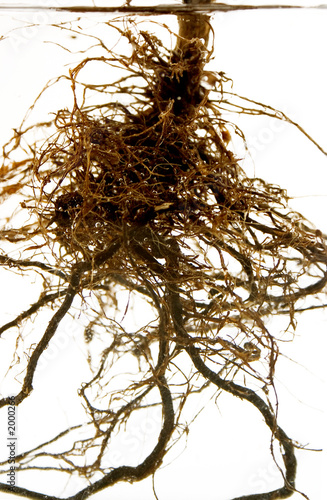 roots