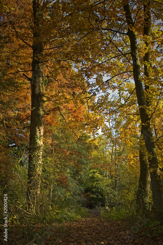 sous bois d'automne © Christophe Denis