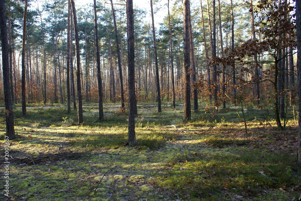 forest forest