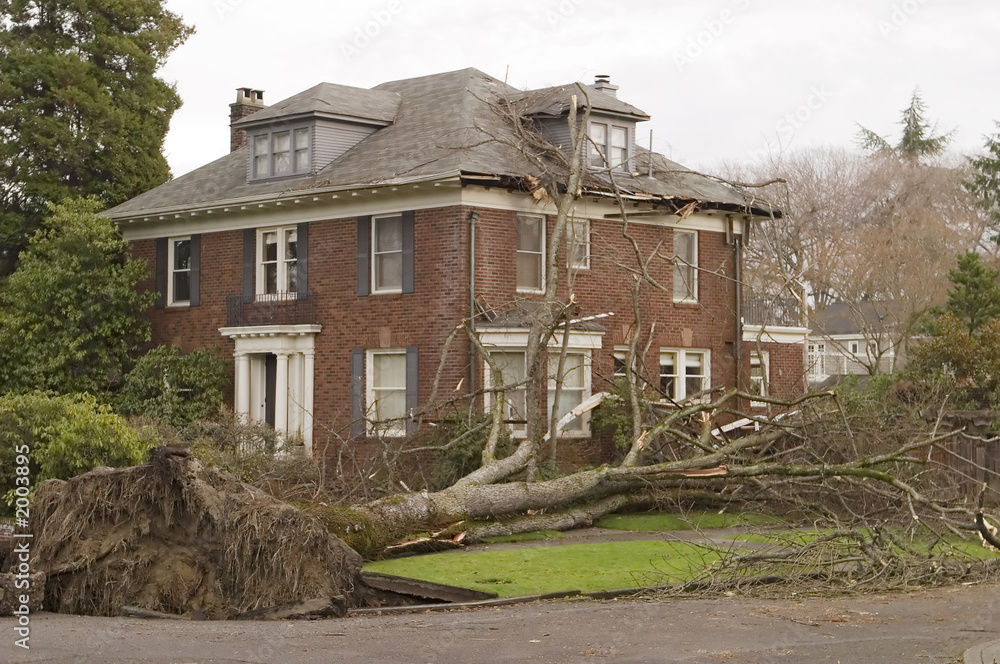 house with tree damage