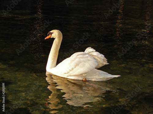 beautiful swan photo