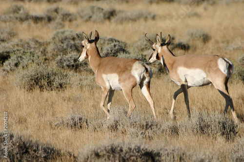antelope buck pair