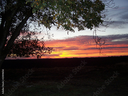 texas sunset and pecan tree