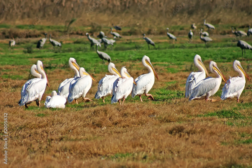 pelicans in the fiels