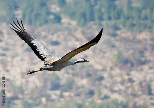 flying crane © leprechaun