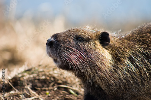 nutria photo