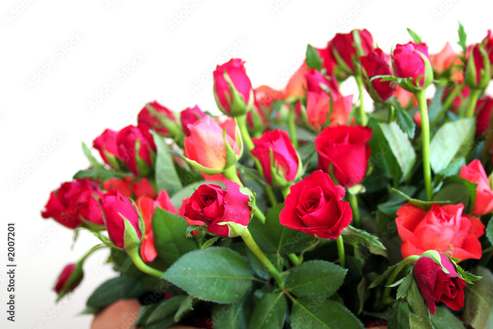 petites roses rouges petites roses rouges