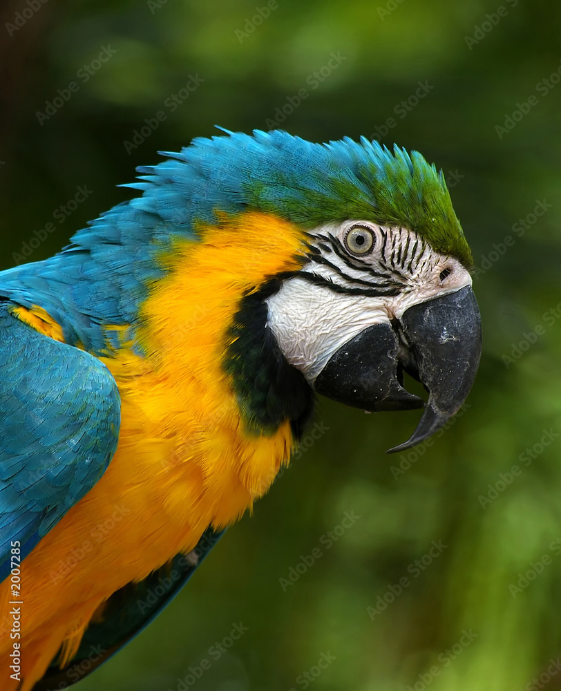 gold blue macaw head shot.