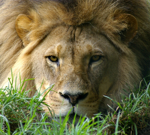 lion looking straight ahead.