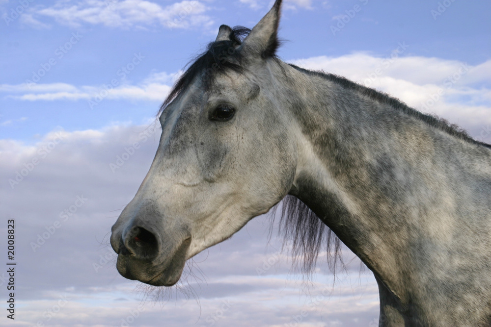 horse portrait, shagya arab