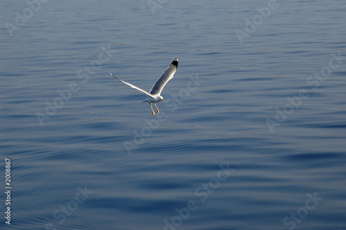 seagull