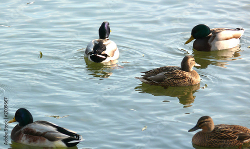 Plakat canard