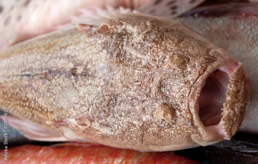 fishing series - ugly fish fishing series - ugly fish