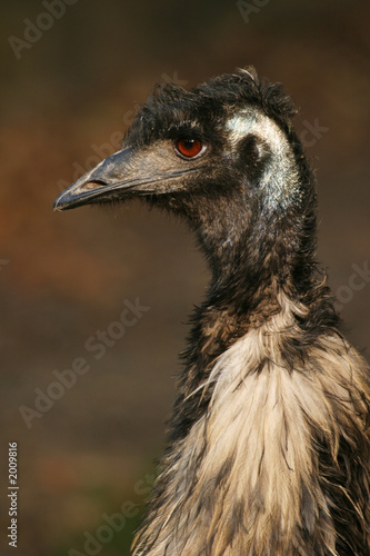 Fototapeta emu, flightless bird