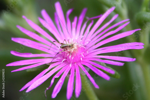 aphid and flower
