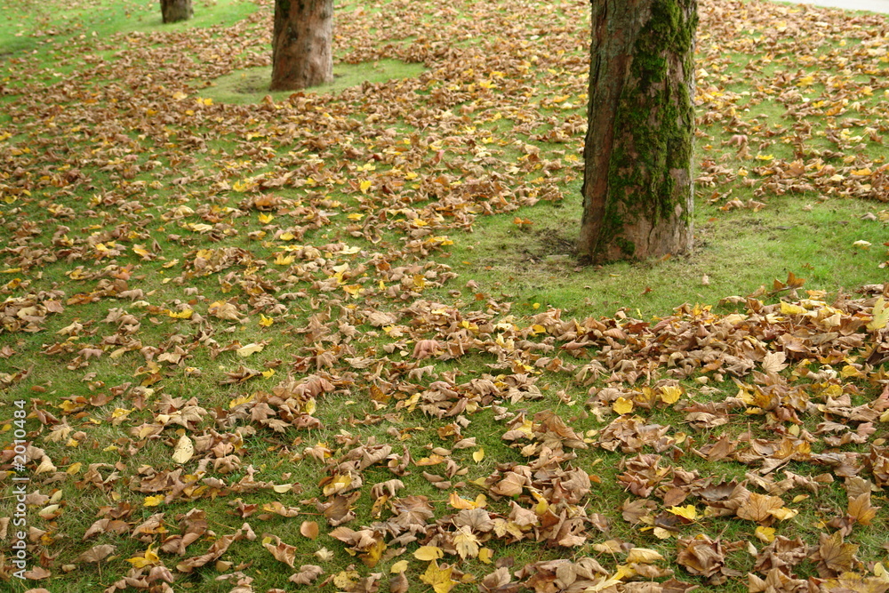 grass grass