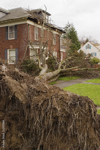fallen tree and house