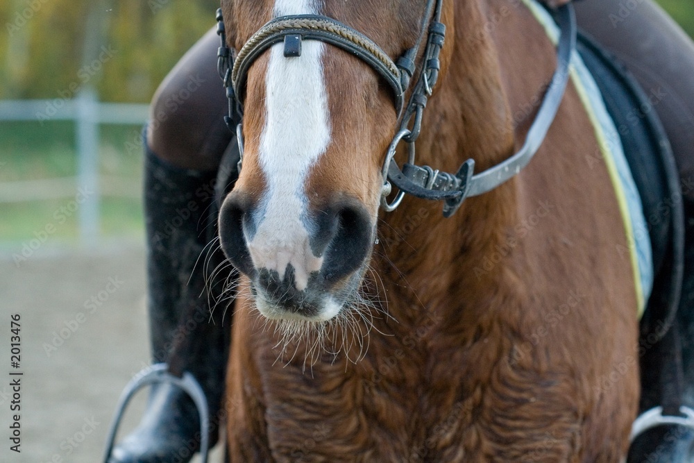 Naklejka premium chevaux 041