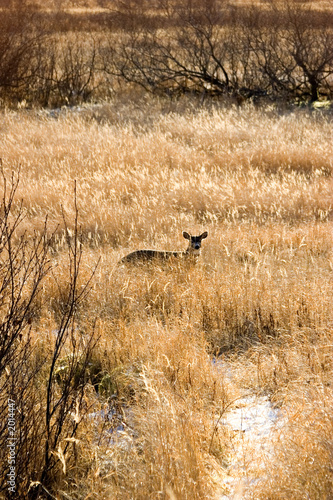 blacktail deer