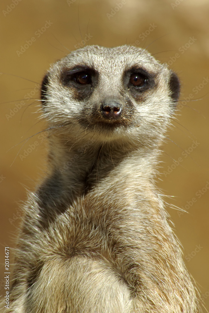 meerkat on alert. meerkat on alert.
