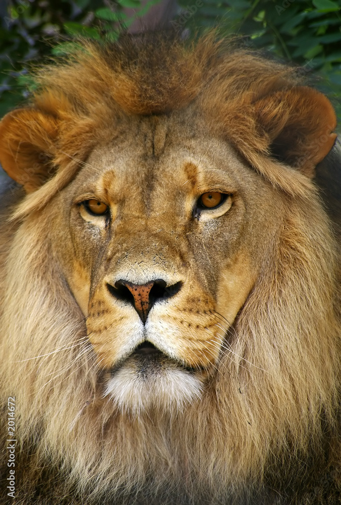 proud lion