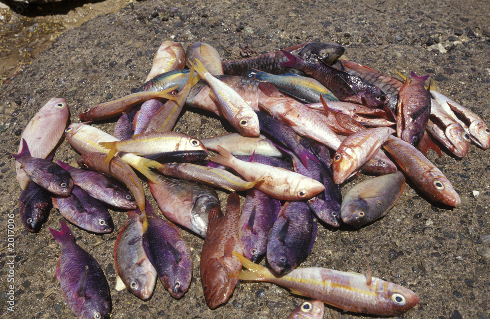 jamaican fish catch Stock Photo | Adobe Stock